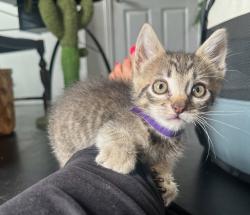 Shelter Stray Female Cat last seen under the junk car in the back yard, San Diego, CA, 92110, 5500 Gaines St, San Diego, CA 92110, USA