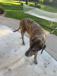 Found/Stray Male Dog last seen 231st St, Cleveland, MO 64734