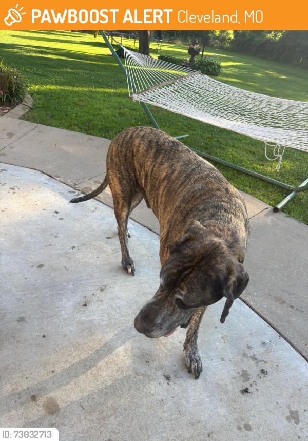 Found/Stray Male Dog last seen 231st St, Cleveland, MO 64734