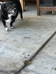 Reunited Female Dog last seen Near San Jose Ave, Alameda, CA, Alameda, CA 94501