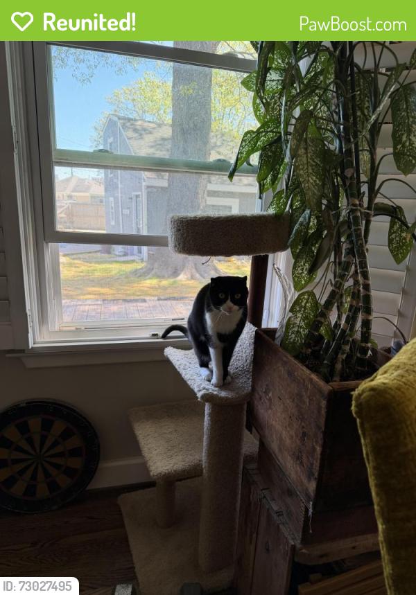 Reunited Male Cat last seen Tee circle and pine brook rd, Richmond, VA 23225