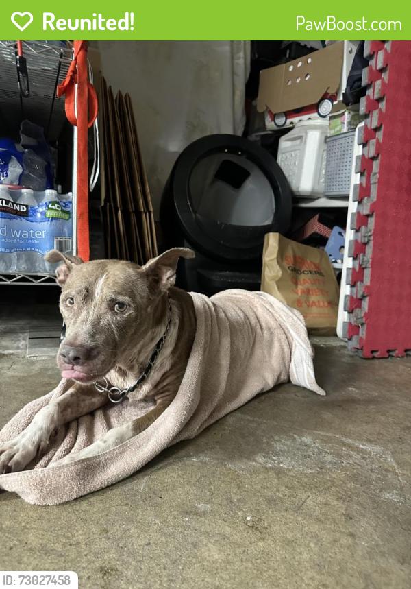 Reunited Female Dog last seen 10th and whitter next to church , Montebello, CA 90640