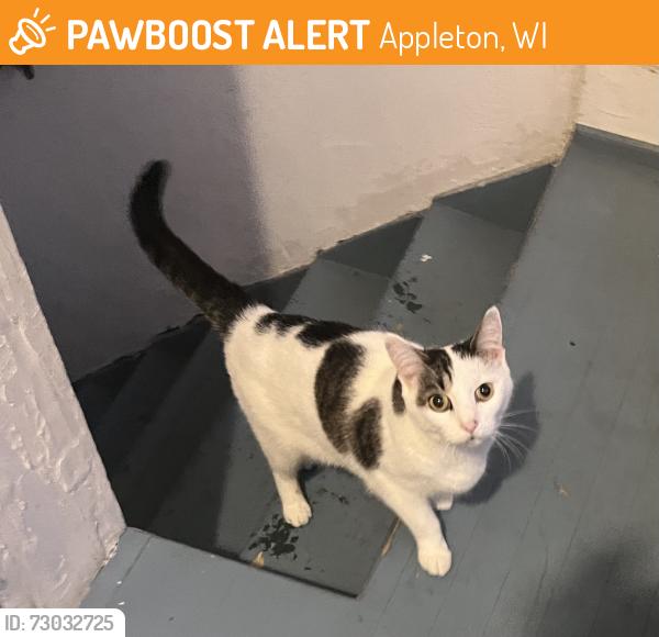 Found/Stray Female Cat last seen Pacific and Lawe, Appleton, WI 54911