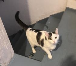 Found/Stray Female Cat last seen Pacific and Lawe, Appleton, WI 54911
