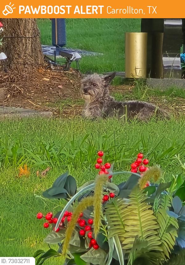 Found/Stray Unknown Dog last seen Perry rd at Hilltop Memorial Cemetery , Carrollton, TX 75006
