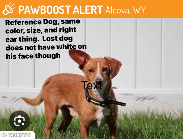 Found/Stray Male Dog last seen Near parking, Alcova, WY 82620