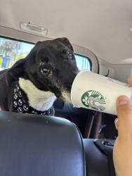 Reunited Male Dog last seen W Los Angeles Dr, N Melrose Dr, Vista, CA 92083