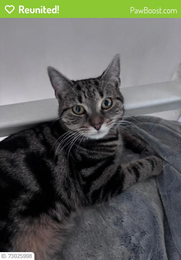 Reunited Female Cat last seen Caledine road le3 , Leicester, England LE3 9NP