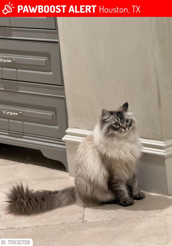 Lost Male Cat last seen Tynewood and Memorial, Houston, TX 77024