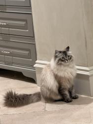 Lost Male Cat last seen Tynewood and Memorial, Houston, TX 77024