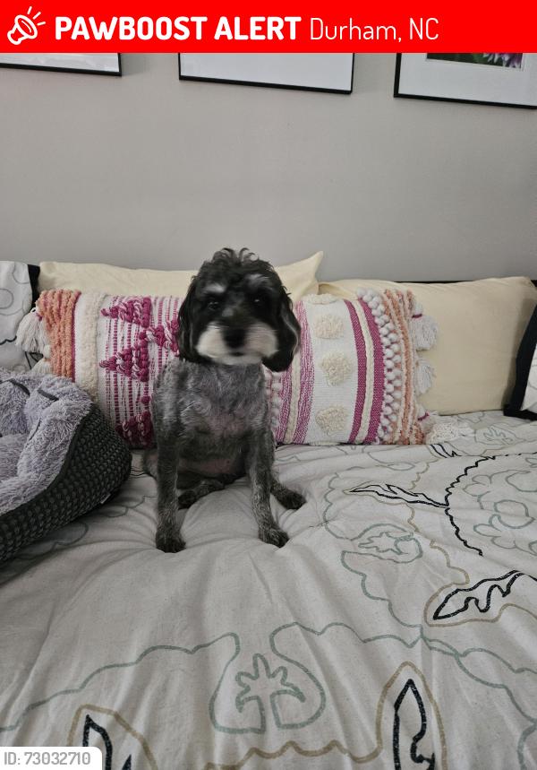 Lost Female Dog last seen Berkeley at Southpoint apmt Community Fayetteville Rd and Crooked Creek Prkwy, Durham, NC 27713