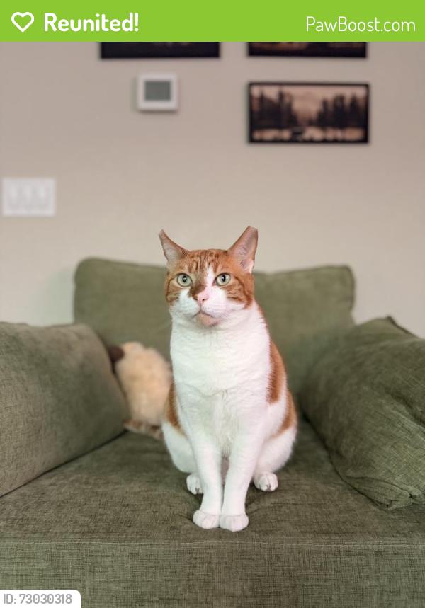 Reunited Male Cat last seen Near W 174th Ave, Broomfield, CO 80023, USA, Broomfield, CO 80023