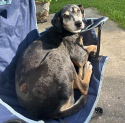 Lost Female Dog last seen Wimberly Way at the park, Conroe, TX 77385