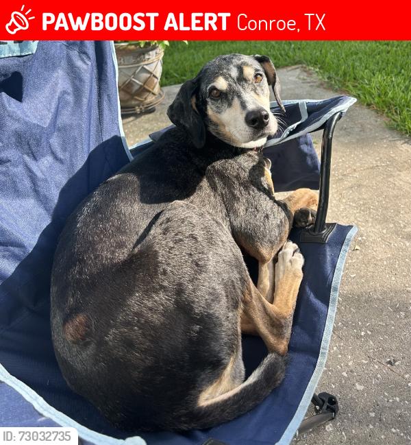 Lost Female Dog last seen Wimberly Way at the park, Conroe, TX 77385