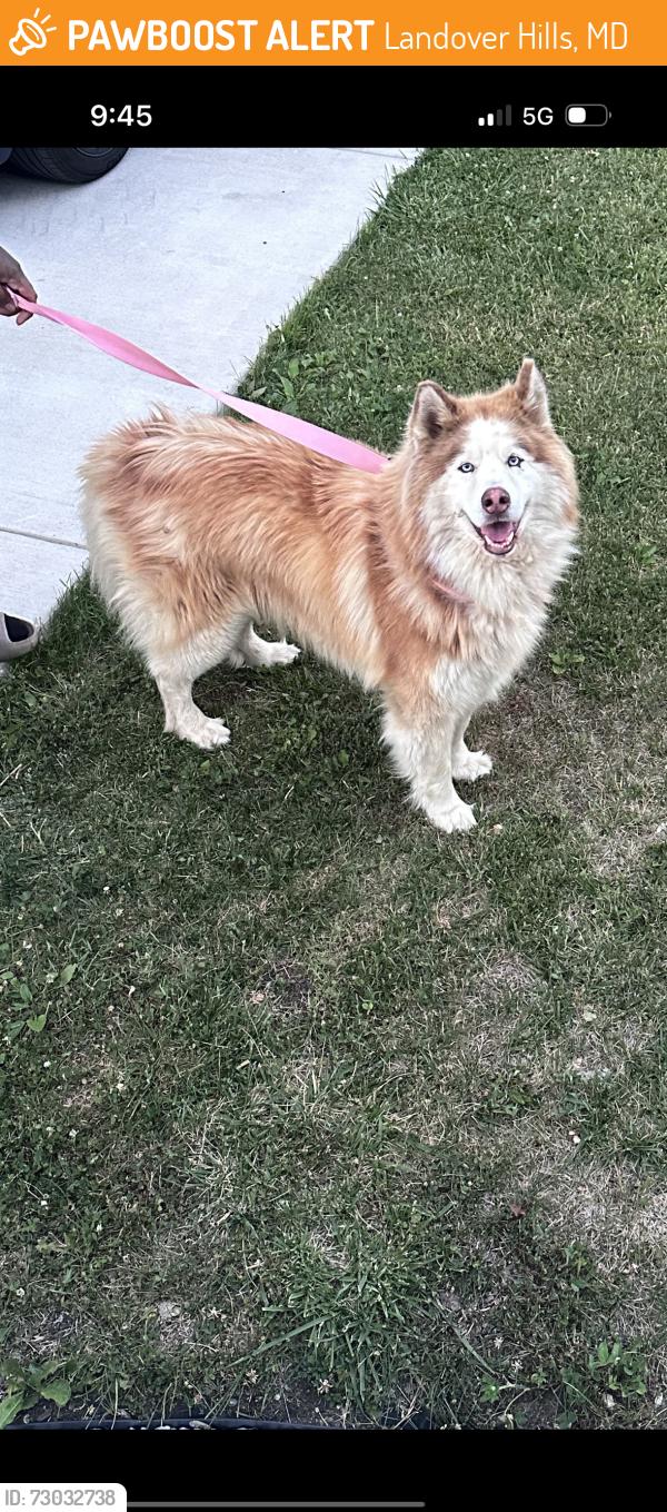 Found/Stray Male Dog last seen Woodlawn sign, Landover Hills, MD 20784