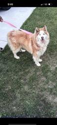 Found/Stray Male Dog last seen Woodlawn sign, Landover Hills, MD 20784