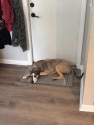Reunited Male Dog last seen Hamilton Mason road, Hamilton, OH 45011