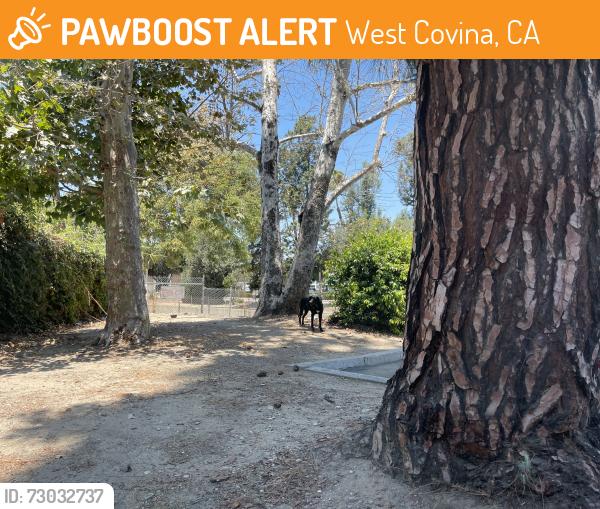 Found/Stray Unknown Dog last seen Near the Panera Bread/Sizzlers lot, West Covina, CA 91790