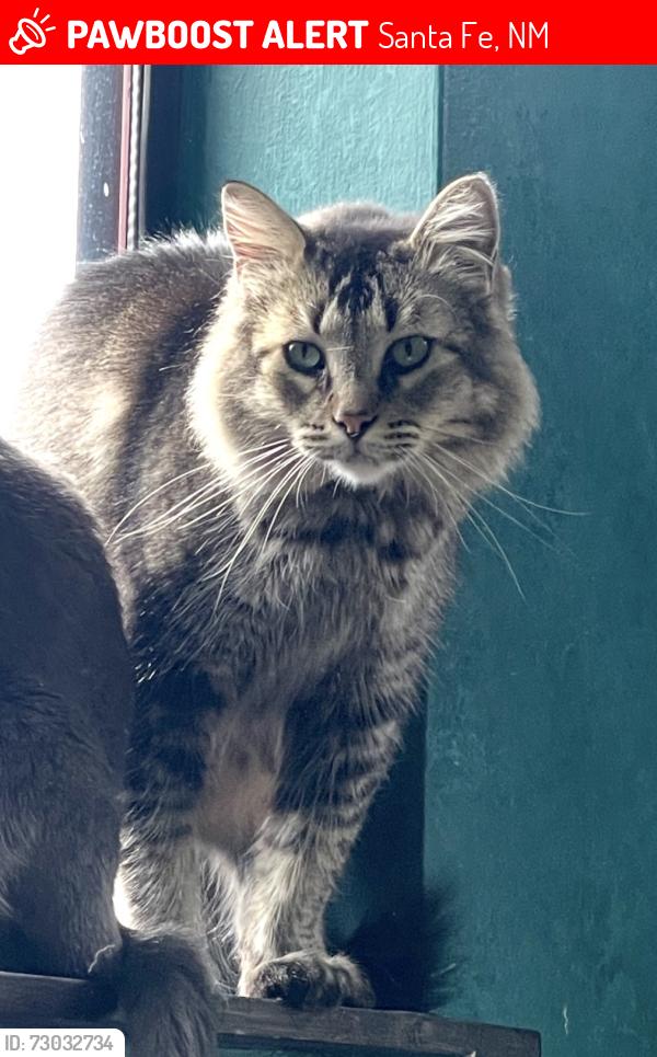 Lost Male Cat last seen Old las Vegas Highway and Bobcat trail, Santa Fe, NM 87508