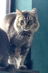 Lost Male Cat last seen Old las Vegas Highway and Bobcat trail, Santa Fe, NM 87508