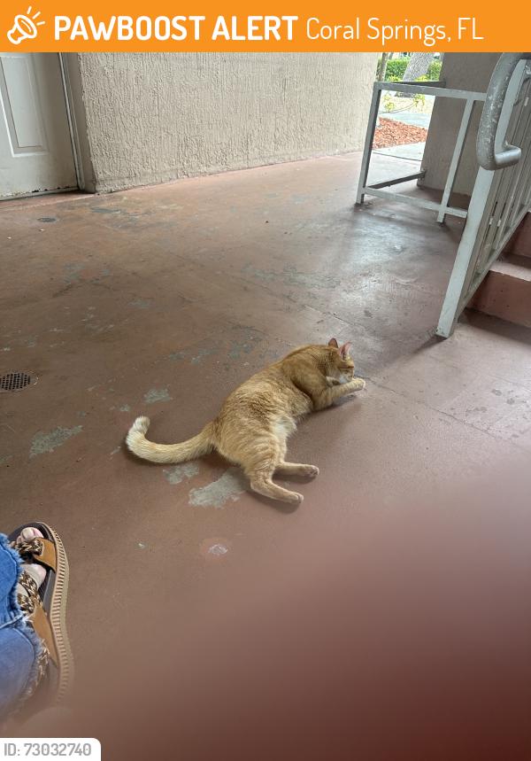 Found/Stray Male Cat last seen Near NW 35th Stapt 4Coral Springs FL 33065United States, Coral Springs, FL 33065