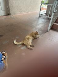 Found/Stray Male Cat last seen Near NW 35th Stapt 4Coral Springs FL 33065United States, Coral Springs, FL 33065