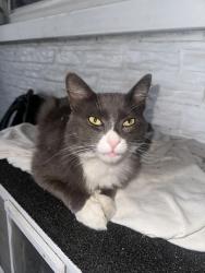 Lost Male Cat last seen Towers way, thornton ave, Fremont CA, Fremont, CA 94536