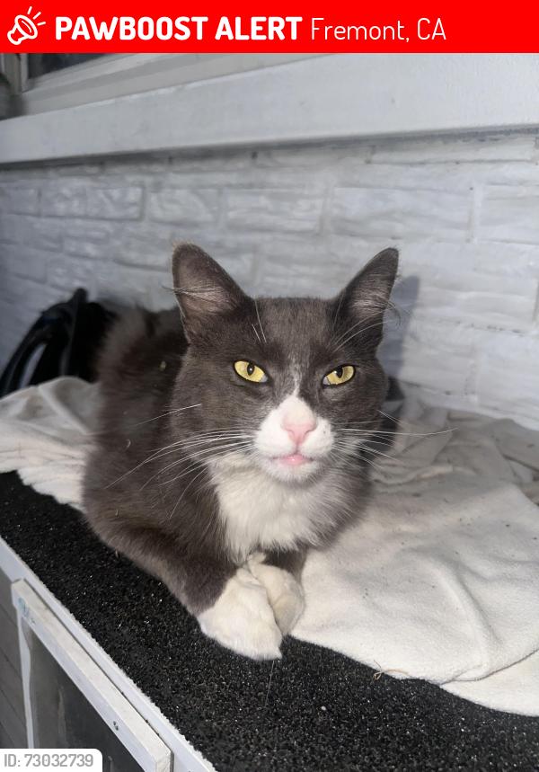Lost Male Cat last seen Towers way, thornton ave, Fremont CA, Fremont, CA 94536