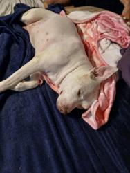 Lost Female Dog last seen Arnold/Dwight , San Diego, CA 92104