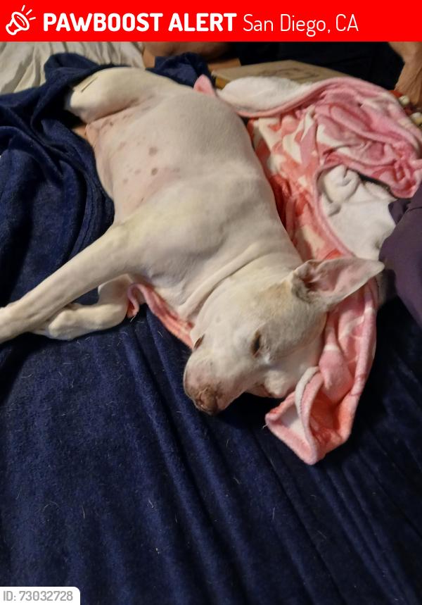 Lost Female Dog last seen Arnold/Dwight , San Diego, CA 92104