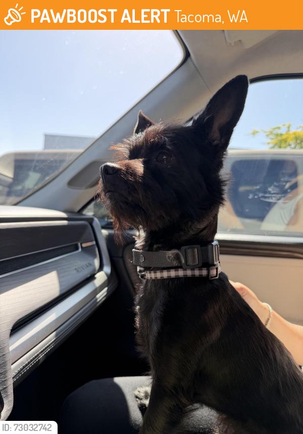 Found/Stray Male Dog last seen 19th st and Jackson, Tacoma, WA 98465