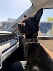 Found/Stray Male Dog last seen 19th st and Jackson, Tacoma, WA 98465