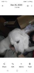 Lost Female Dog last seen Latimer and laVega, Waco, TX 76705