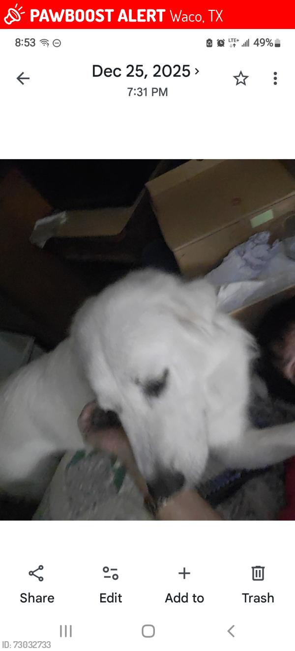 Lost Female Dog last seen Latimer and laVega, Waco, TX 76705