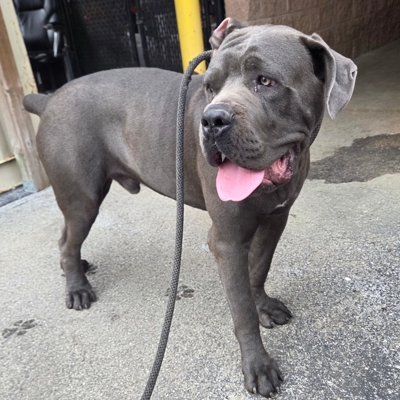 Shelter Stray Male Dog last seen , 4500 N Access Rd, Chattanooga, TN 37415, USA