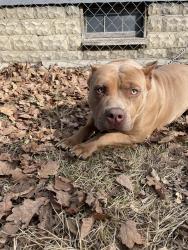 Lost Female Dog last seen 49th and Leone, Lawrence, IN 46226