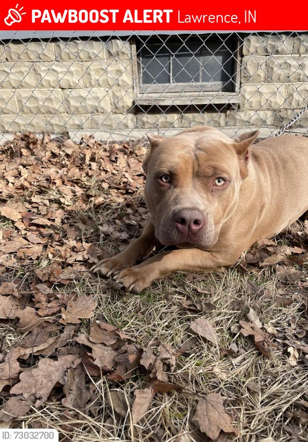 Lost Female Dog last seen 49th and Leone, Lawrence, IN 46226