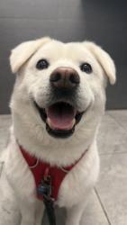 Lost Male Dog last seen Essex Golf Center, running eastbound on Eagle Rock Ave, Roseland, NJ 07068