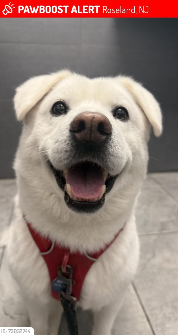 Lost Male Dog last seen Essex Golf Center, running eastbound on Eagle Rock Ave, Roseland, NJ 07068