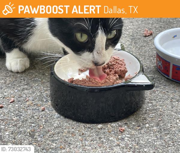 Found/Stray Unknown Cat last seen Munger at Junius, Dallas, TX 75214