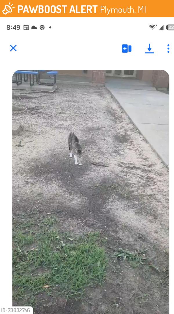 Found/Stray Unknown Cat last seen Smith elementry school mesquite tx , Plymouth, MI 48170