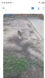 Found/Stray Unknown Cat last seen Smith elementry school mesquite tx , Plymouth, MI 48170