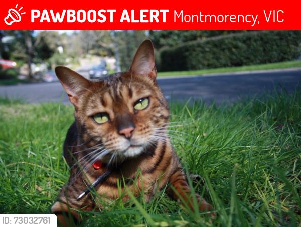 Lost Female Cat last seen Rattray Road, Montmorency, VIC 3094