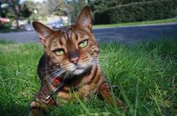 Lost Female Cat last seen Rattray Road, Montmorency, VIC 3094