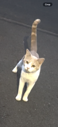 Found/Stray Male Cat last seen Perry St & King St, East Stroudsburg, PA 18301
