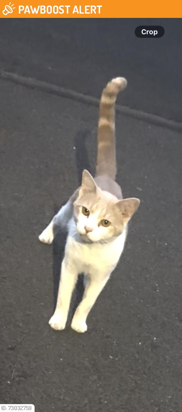 Found/Stray Male Cat last seen Perry St & King St, East Stroudsburg, PA 18301