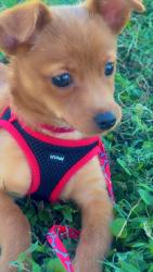 Lost Male Dog last seen By Starbucks, Tampa, FL 33602