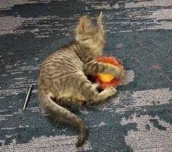Lost Male Cat last seen The bus stop at Einstein's bagels, Maricopa County, AZ 85018