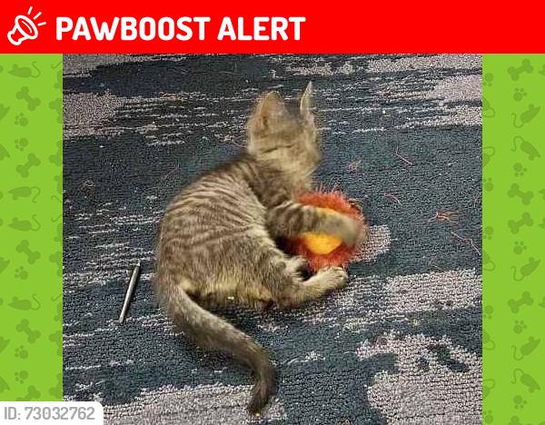 Lost Male Cat last seen The bus stop at Einstein's bagels, Maricopa County, AZ 85018