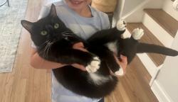 Reunited Male Cat last seen Magnolia drive Hamilton NJ, Hamilton Township, NJ 08610